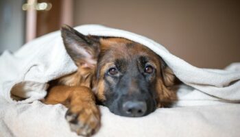 Doctor issues warning and tells dog owners to never share a bed with their pooch