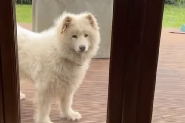 Dog owners 'never want to go to groomers again' after fluffy pooch returns from cut