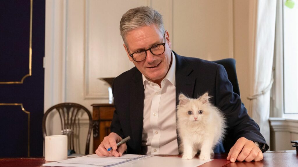 Downing Street: Englands bekannteste Katze: "Chief Mouser" Larry bekommt niedliche Konkurrenz