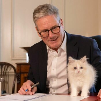 Downing Street: Englands bekannteste Katze: "Chief Mouser" Larry bekommt niedliche Konkurrenz