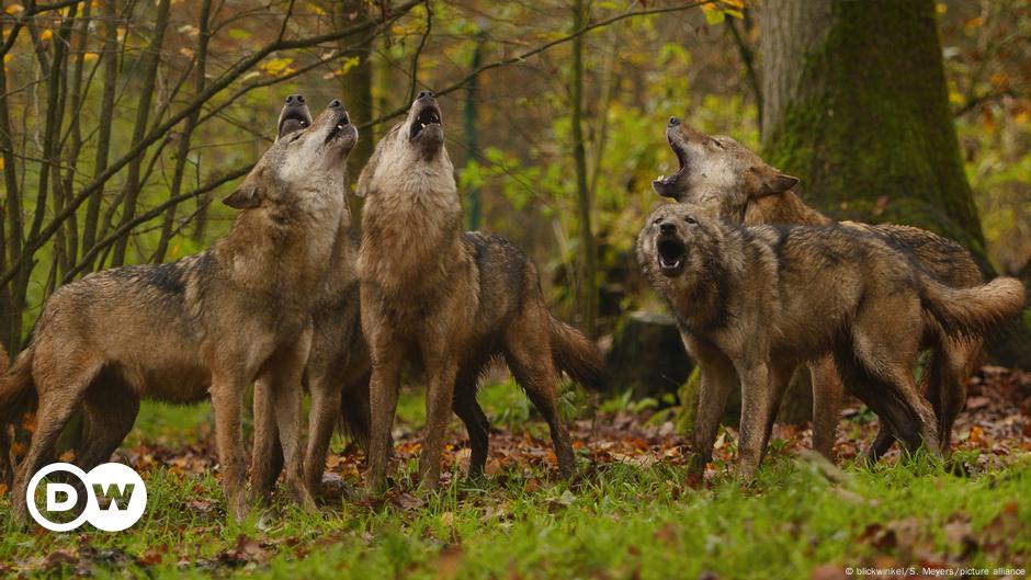 EU votes to lower protections for wolves