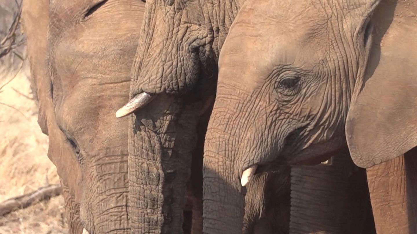 Elefanten- und Zebrafleisch: Hunger wegen Dürre – Namibia lässt Wildtiere schlachten