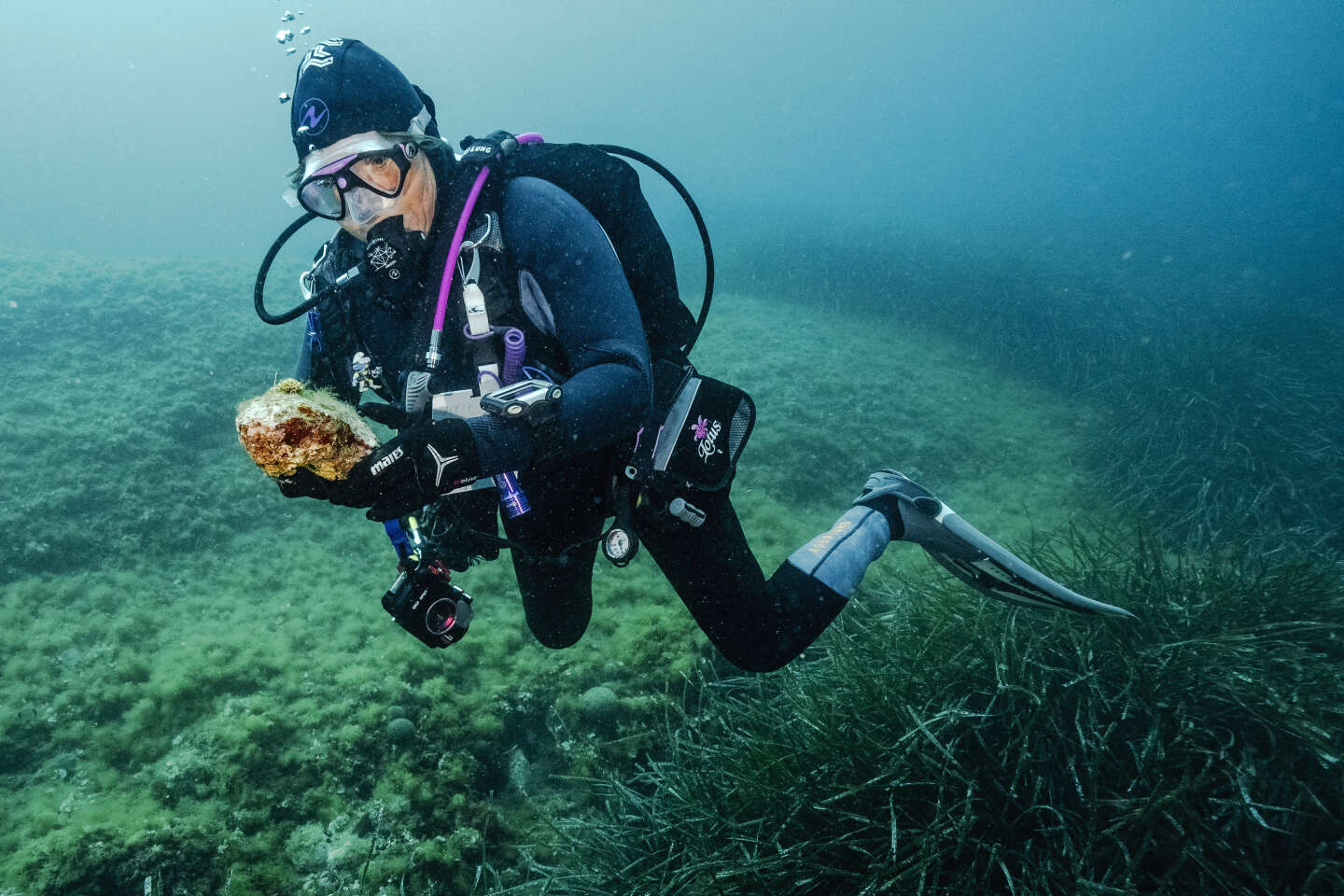 En Méditerranée, les bonnes fées sous-marines des coraux