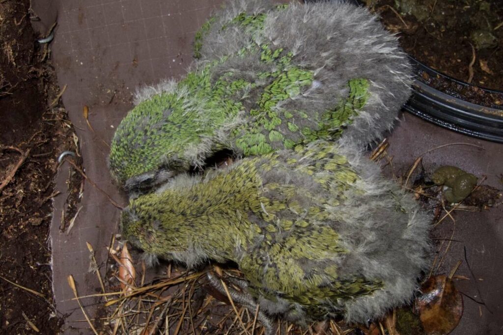 Entre vert et olive, la couleur du perroquet kakapo balance