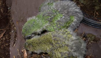 Entre vert et olive, la couleur du perroquet kakapo balance