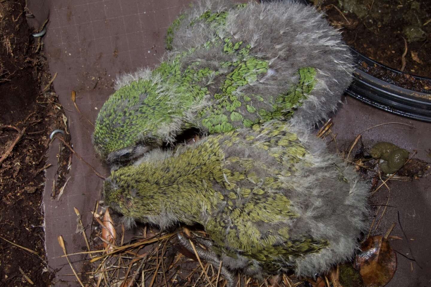 Entre vert et olive, la couleur du perroquet kakapo balance