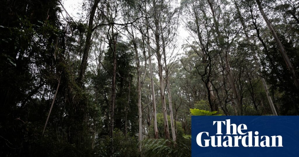 Environment watchdog powers may be weakened to pass parliament, Albanese says