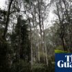 Environment watchdog powers may be weakened to pass parliament, Albanese says