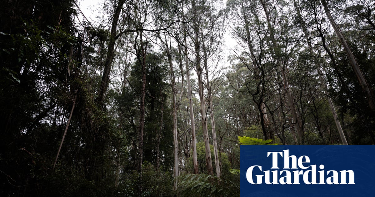 Environment watchdog powers may be weakened to pass parliament, Albanese says