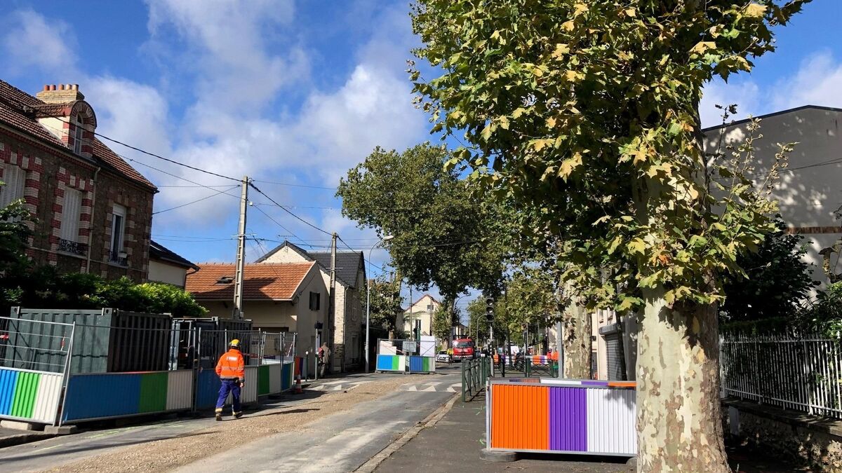 Essonne : les platanes centenaires de Marolles-en-Hurepoix sacrifiés pour des travaux d’assainissement ?