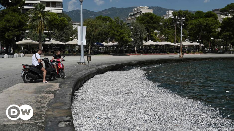 Fischsterben vor Volos: Eine Stadt in Ausnahmezustand