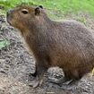 Found at last! Cinnamon the fugitive capybara who 'captured the hearts' of animal lovers around the world is discovered after a week on the run in a VERY peculiar place