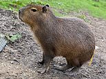 Found at last! Cinnamon the fugitive capybara who 'captured the hearts' of animal lovers around the world is discovered after a week on the run in a VERY peculiar place