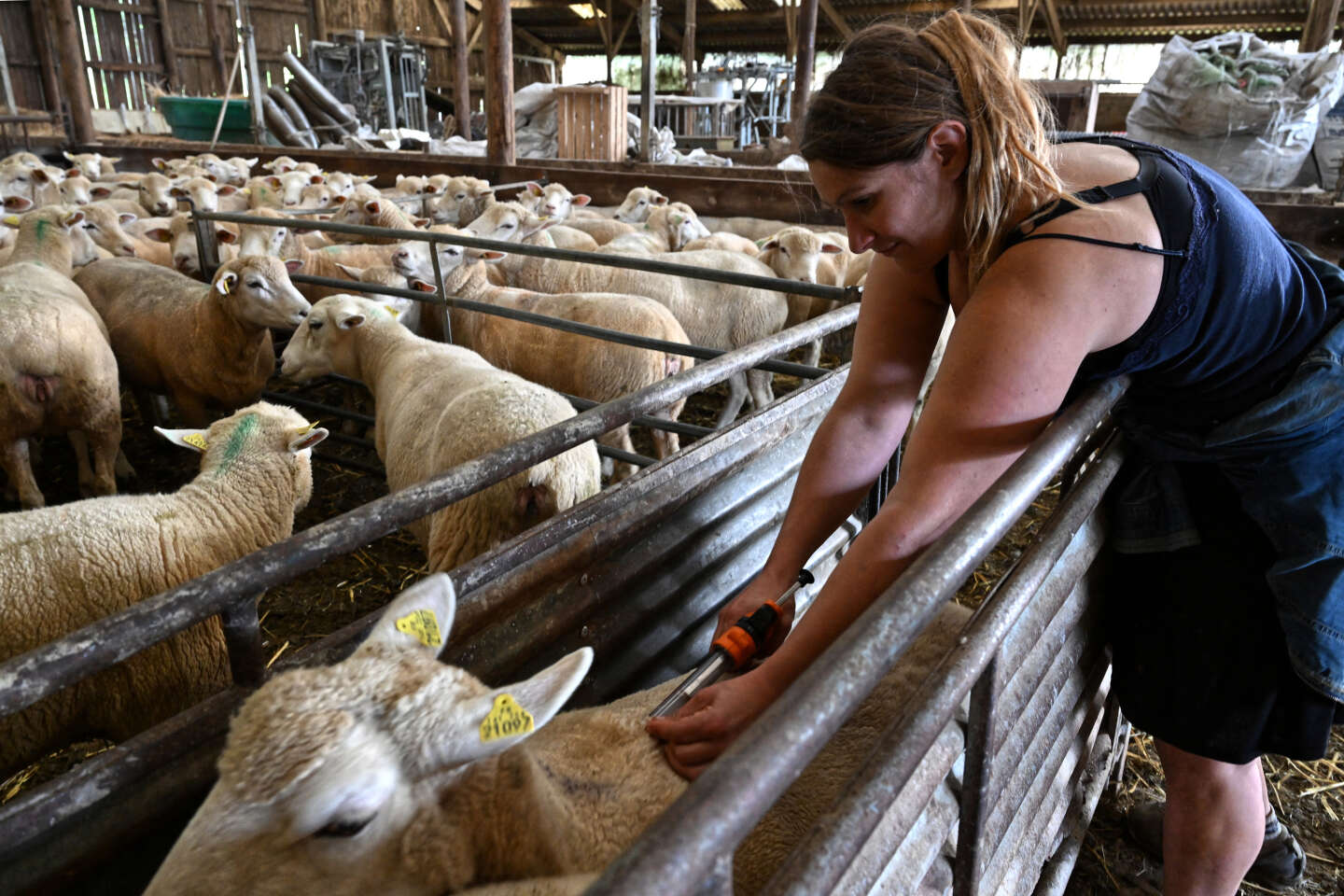 Frappé par les fléaux, le monde agricole suspendu à la nomination du gouvernement