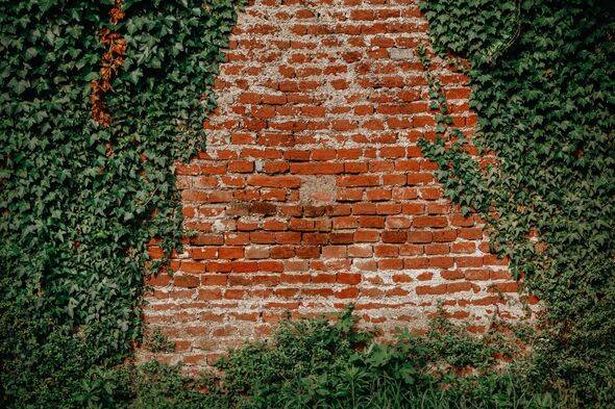 Gardener's 'only way' to kill English ivy 'overnight' - and it's just 30p