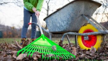 Gardeners urged to put a piece of carpet in their garden this weekend