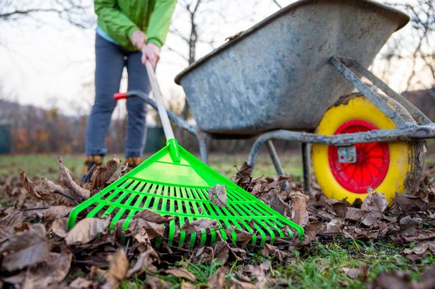 Gardeners urged to put a piece of carpet in their garden this weekend