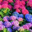 Gardeners warned 'make this mistake in autumn and your hydrangeas will suffer'