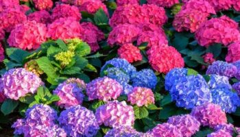 Gardeners warned 'make this mistake in autumn and your hydrangeas will suffer'