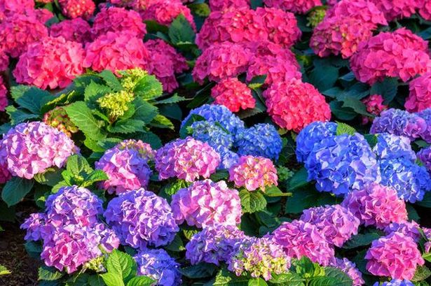 Gardeners warned 'make this mistake in autumn and your hydrangeas will suffer'