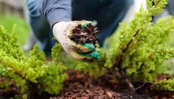 Gardening expert says people should stop throwing away dirty item