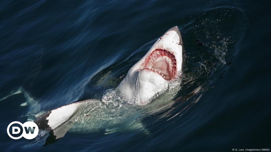 German tourist dies after shark attack off Canary Islands