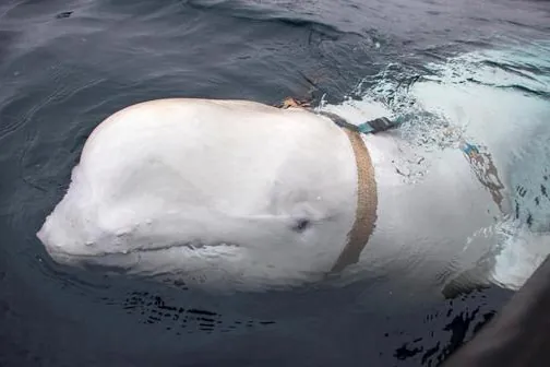 Hallan muerta a la "ballena blanca espía" Hvaldimir en Noruega