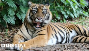 Handler attacked by tiger at Australian theme park