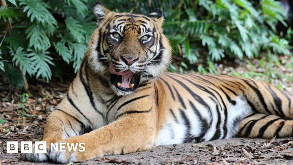 Handler attacked by tiger at Australian theme park