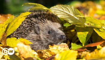 Hedgehogs threatened by robot mowers, German activists warn