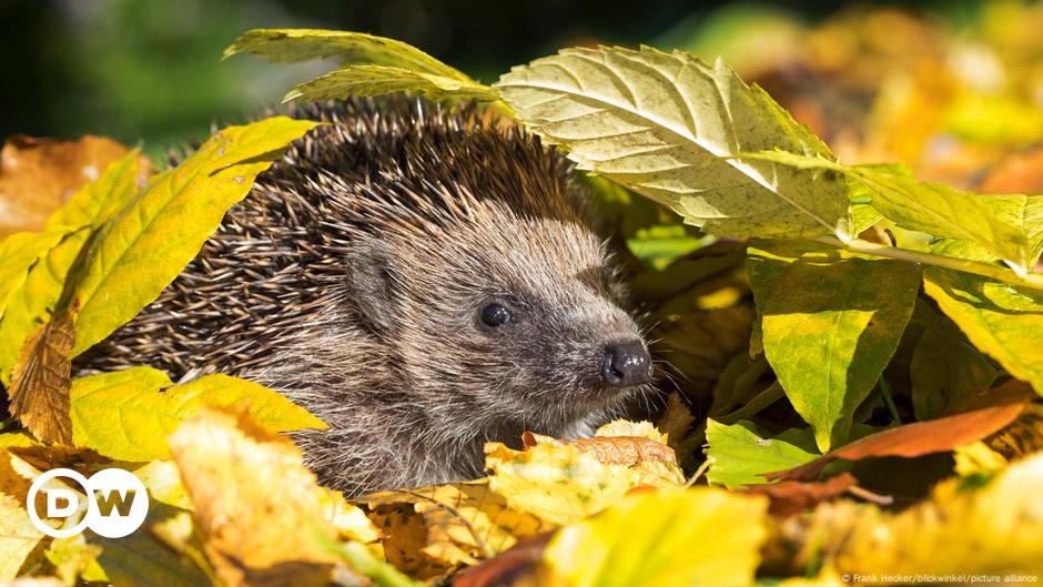 Hedgehogs threatened by robot mowers, German activists warn