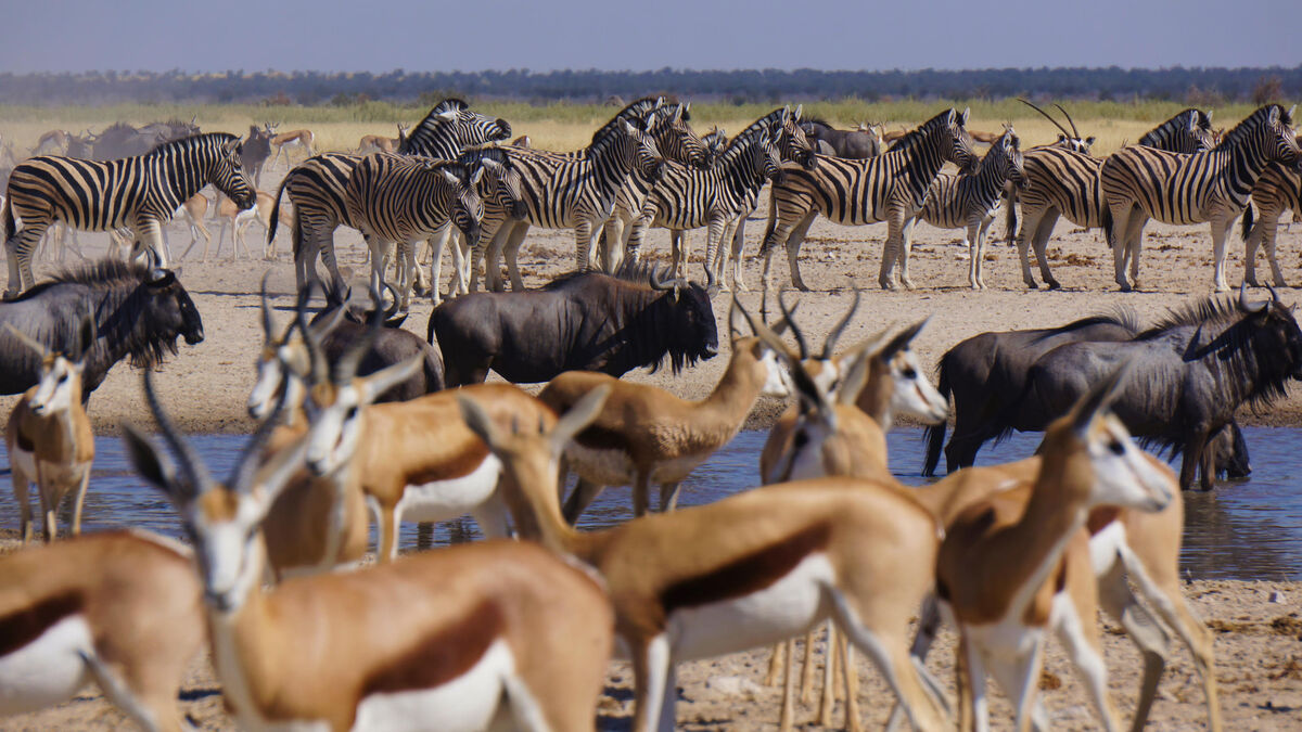 « Hérésie » ou pragmatisme ? La Namibie va tuer des animaux sauvages pour nourrir sa population