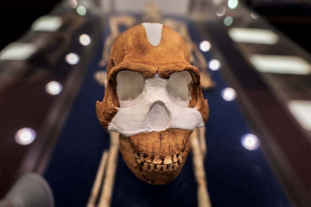 « Homo naledi » : une stratégie de publication scientifique qui divise