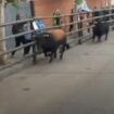 Horrifying moment rampaging bull gores man to death and injures girl, 3, and grandparents