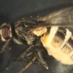 Horror moment 'zombie fungus' eats flies alive before seizing control of their brains