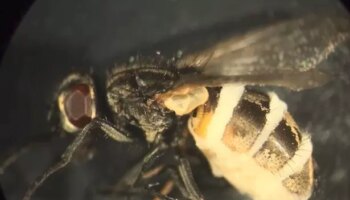 Horror moment 'zombie fungus' eats flies alive before seizing control of their brains