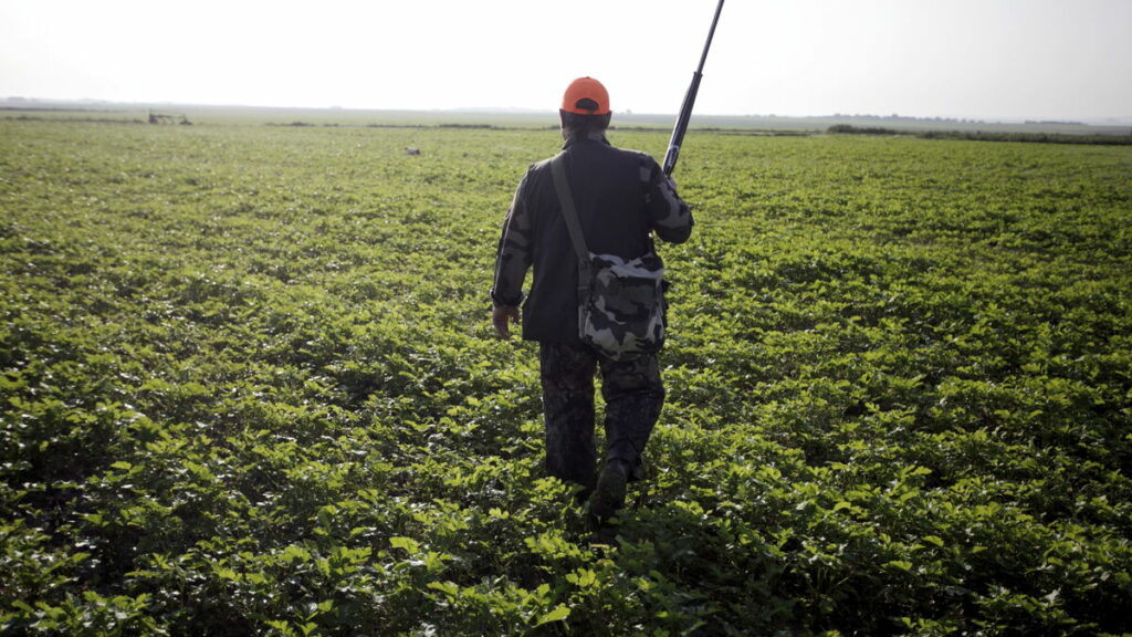 « Il faudra lever le pied » : dans l’Oise, le petit gibier échappe à l’ouverture de la chasse