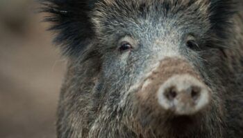 Mehr Wildschweine in Thüringen erlegt. Foto: Lino Mirgeler/dpa