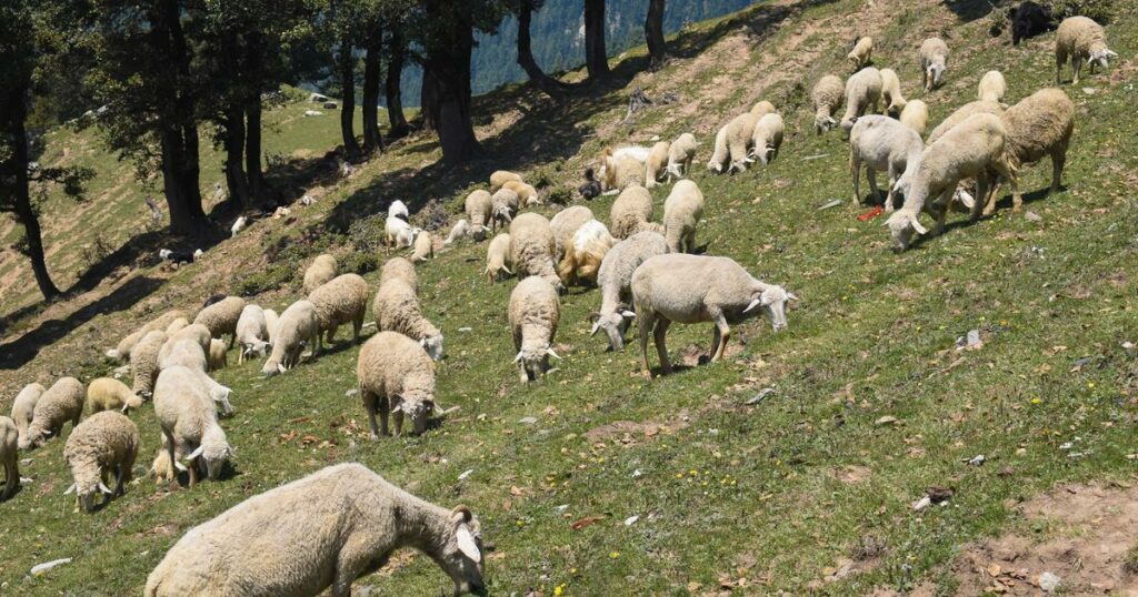 L'État doit «changer radicalement de méthode» sur les maladies animales, plaide la Confédération paysanne