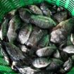 La Thaïlande annonce la capture de 1 300 tonnes de tilapias noirs, une espèce de poissons de plus en plus invasive