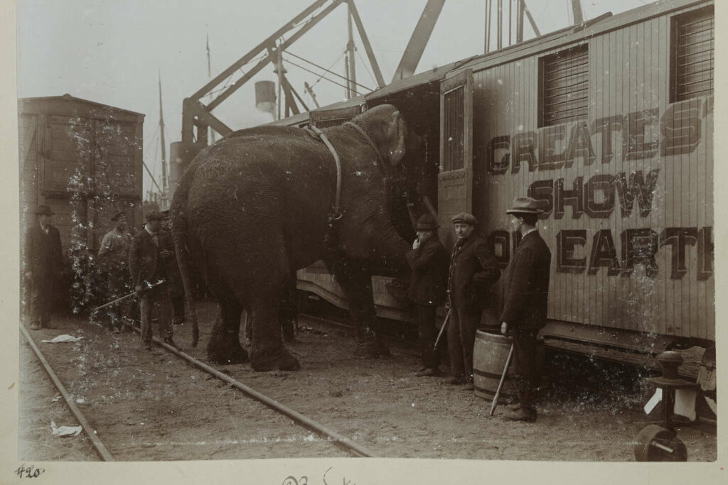 « La Tragique Histoire de Fritz l’éléphant », sur Arte : itinéraire d’un pachyderme voyageur malgré lui