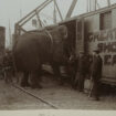 « La Tragique Histoire de Fritz l’éléphant », sur Arte : itinéraire d’un pachyderme voyageur malgré lui