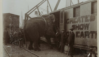 « La Tragique Histoire de Fritz l’éléphant », sur Arte : itinéraire d’un pachyderme voyageur malgré lui