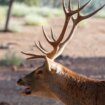 La berrea, un espectáculo natural que une fauna y ecoturismo responsable