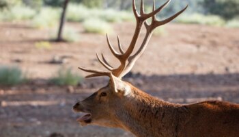 La berrea, un espectáculo natural que une fauna y ecoturismo responsable