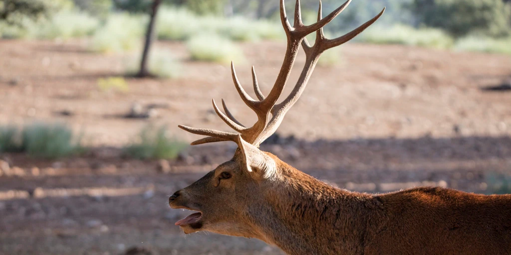 La berrea, un espectáculo natural que une fauna y ecoturismo responsable