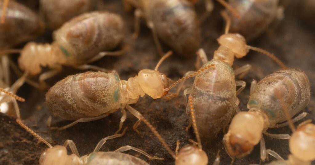 La bombe chimique des termites «&nbsp;kamikazes&nbsp;» livre ses secrets