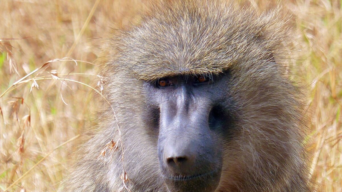 La cavale tragique d’un babouin dans les villages de l’Essonne : « On n’a jamais su d’où il venait »