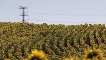 La crisis de la producción olivarera dispara el consumo de aceite de girasol, pero no habrá 'sorpasso' al de oliva