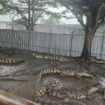 « La décision la plus difficile de ma vie » : un éleveur thaïlandais tue plus de 100 crocodiles en danger critique d’extinction